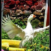 Team Page: Fowl Weather Friends